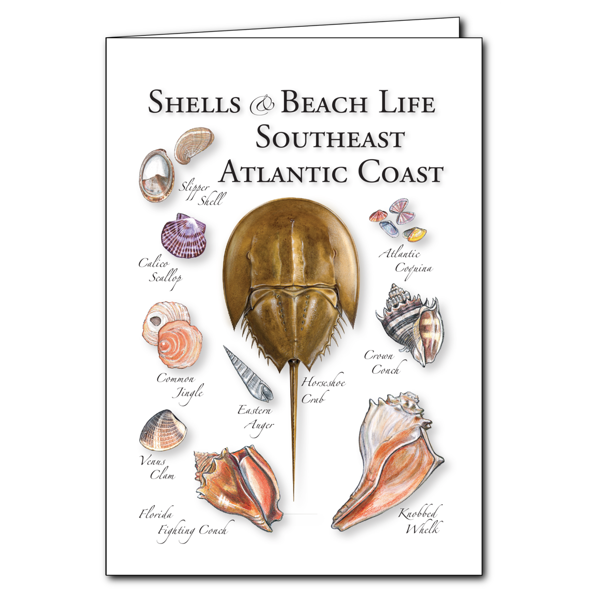Southern Atlantic Shells Greeting Cards - Shells of the Southeast Atlantic Coast - Regional Card ...