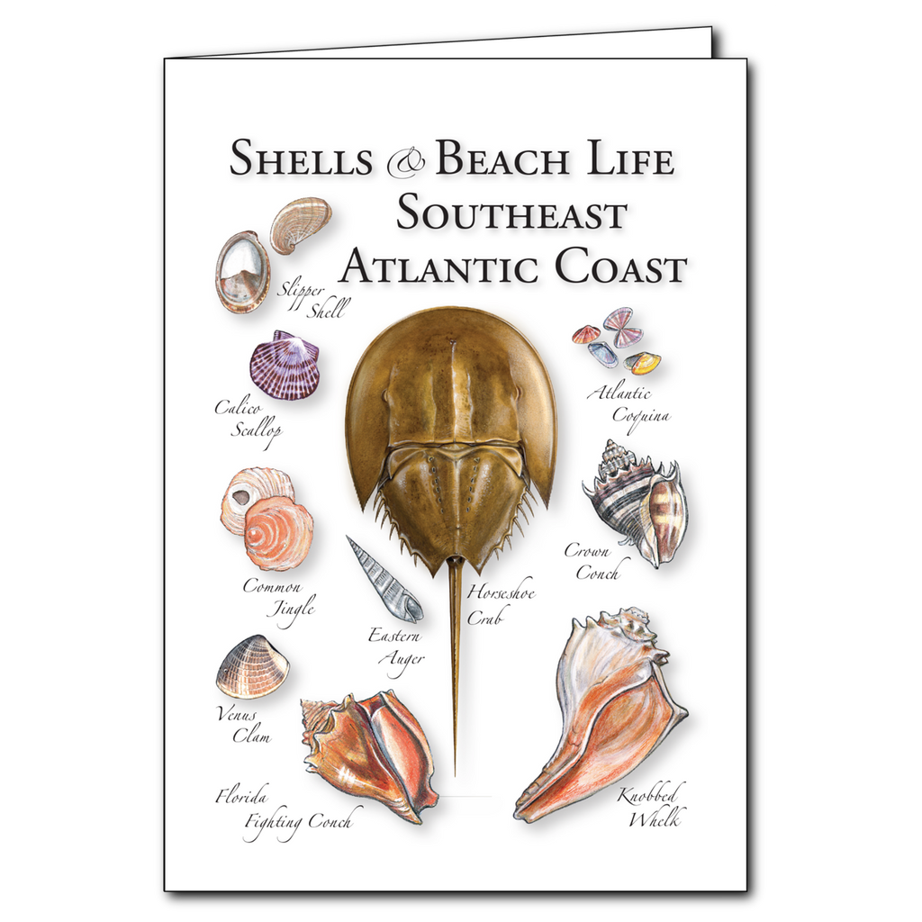 Greeting Cards - Shells of the Southeast Atlantic Coast - Regional Card ...