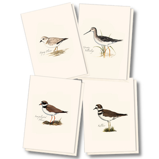 Shorebird notecard assortment celebrating coastal birds
