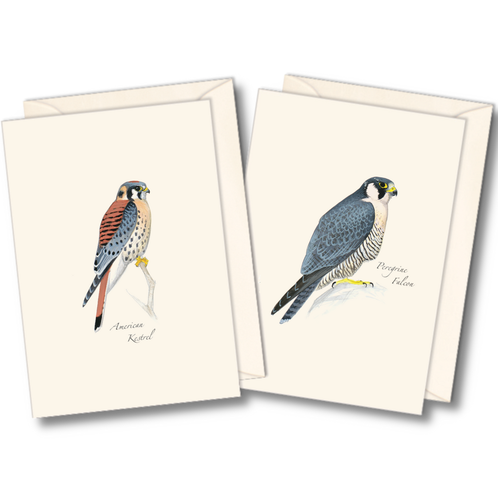 Best Selling Boxed Notecards - Sibley Raptor Assortment