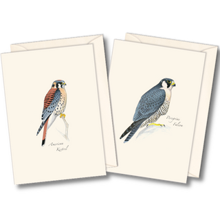 Raptor notecard assortment inspired by Sibley bird illustrations