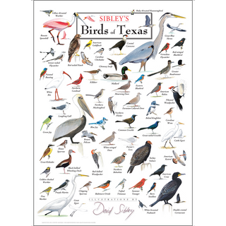 Vibrant Sibley's Birds of Texas Poster, made in the USA on 80# coated heavyweight stock, bringing nature to any wall with.
