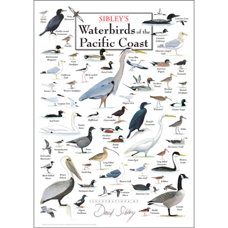 Beautiful Sibley's Waterbirds of the Pacific Coast Poster, fade-resistant inks keep colors vivid for years, a thoughtful gift for any nature lover.