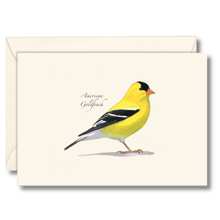 American goldfinch notecard featuring a bright backyard bird, illustrated by experts