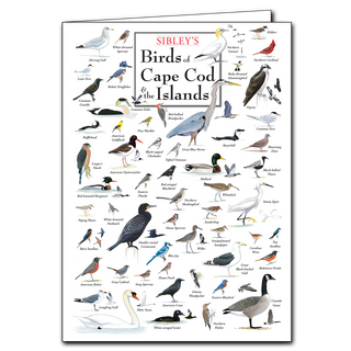 Cape Cod and Islands birds greeting card inspired by coastal habitats, made in the USA