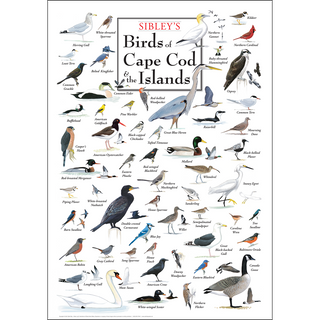 Gorgeous Sibley's Birds of Cape Cod & the Islands Poster, illustrated by expert naturalists for wildlife enthusiasts.