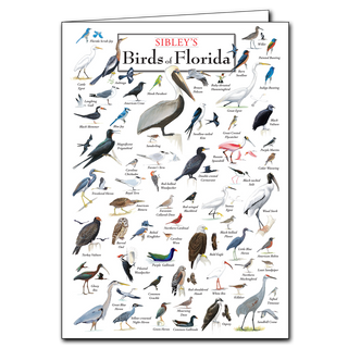 Florida birds poster-style greeting card, printed on recycled paper and made in the USA