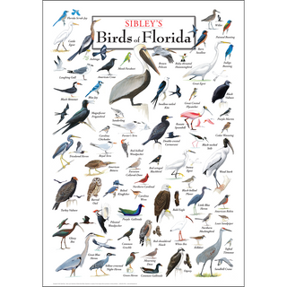 Richly detailed Sibley's Birds of Florida Poster, proudly made in the USA for hobbyist naturalists, perfect for every nature lover.