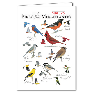 Mid-Atlantic birds greeting card inspired by regional birdlife, blank inside
