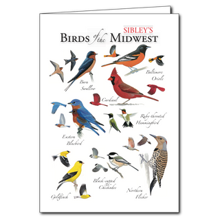 Midwest birds greeting card celebrating everyday backyard wildlife