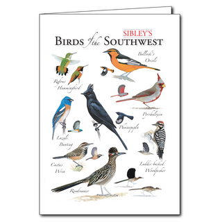 Southwest birds greeting card featuring regional species