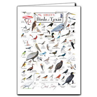 Texas birds greeting card featuring species found across varied regional habitats