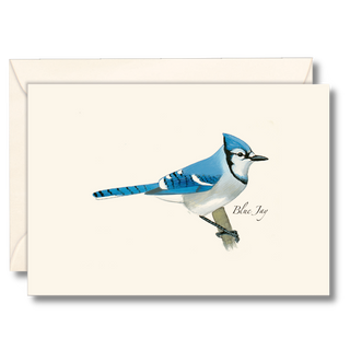 Blue jay notecard inspired by a bold backyard bird, illustrated by experts