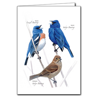 Buntings greeting card highlighting colorful songbirds, made in the USA on recyclable paper