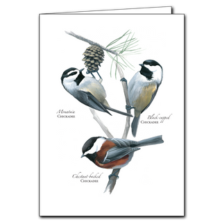 Chickadees greeting card inspired by curious woodland birds, printed on recycled paper in the USA