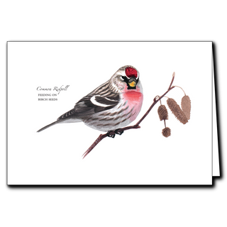Common redpoll greeting card celebrating hardy northern finches, printed on recycled paper in the USA