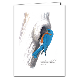 Eastern bluebird greeting card celebrating springtime birds, made in the USA