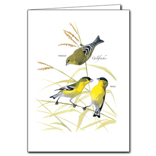 Goldfinches greeting card with bright plumage, printed on recyclable paper and made in the USA