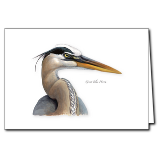 Great blue heron greeting card featuring a familiar wetland bird in calm settings
