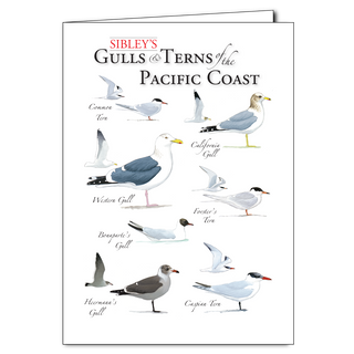 Pacific Coast gulls and terns greeting card featuring common shoreline birds