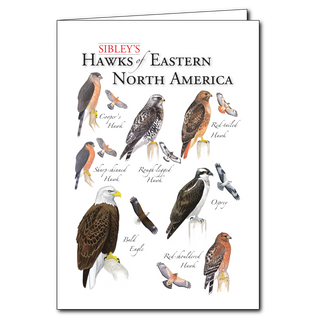 Eastern North America hawks greeting card showcasing soaring raptors