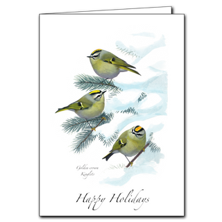 Detailed Sibley's Kinglets illustration for nature lovers. Printed on recycled paper