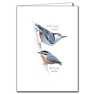 Nuthatches greeting card showing agile tree climbers, printed on recycled and recyclable paper in the USA