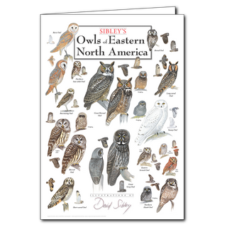Eastern North America owls greeting card featuring iconic nocturnal species