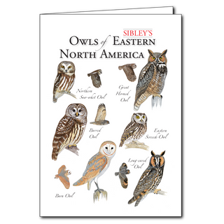 Eastern North America owls greeting card featuring nocturnal birds