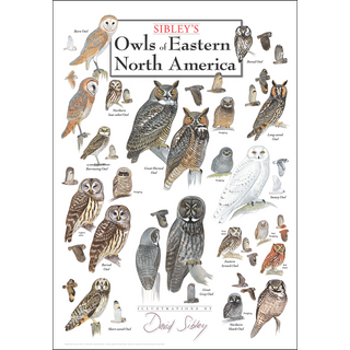 Gorgeous Sibley's Owls of Eastern North America Poster, printed on 80# coated stock with fade-resistant inks, a must-have for any adventurer.