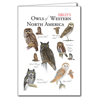 Western North America owls greeting card with nocturnal species