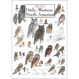 High-quality Sibley's Owls of Western North America Poster, drawn by expert illustrators for nature lovers.