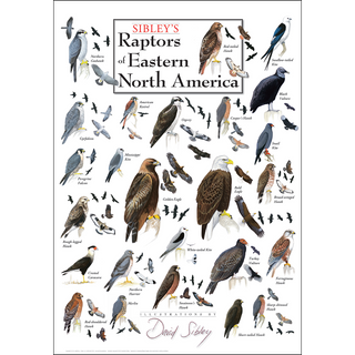 Nature-inspired Sibley's Raptors of Eastern North America Poster, illustrated by expert naturalists for easy.