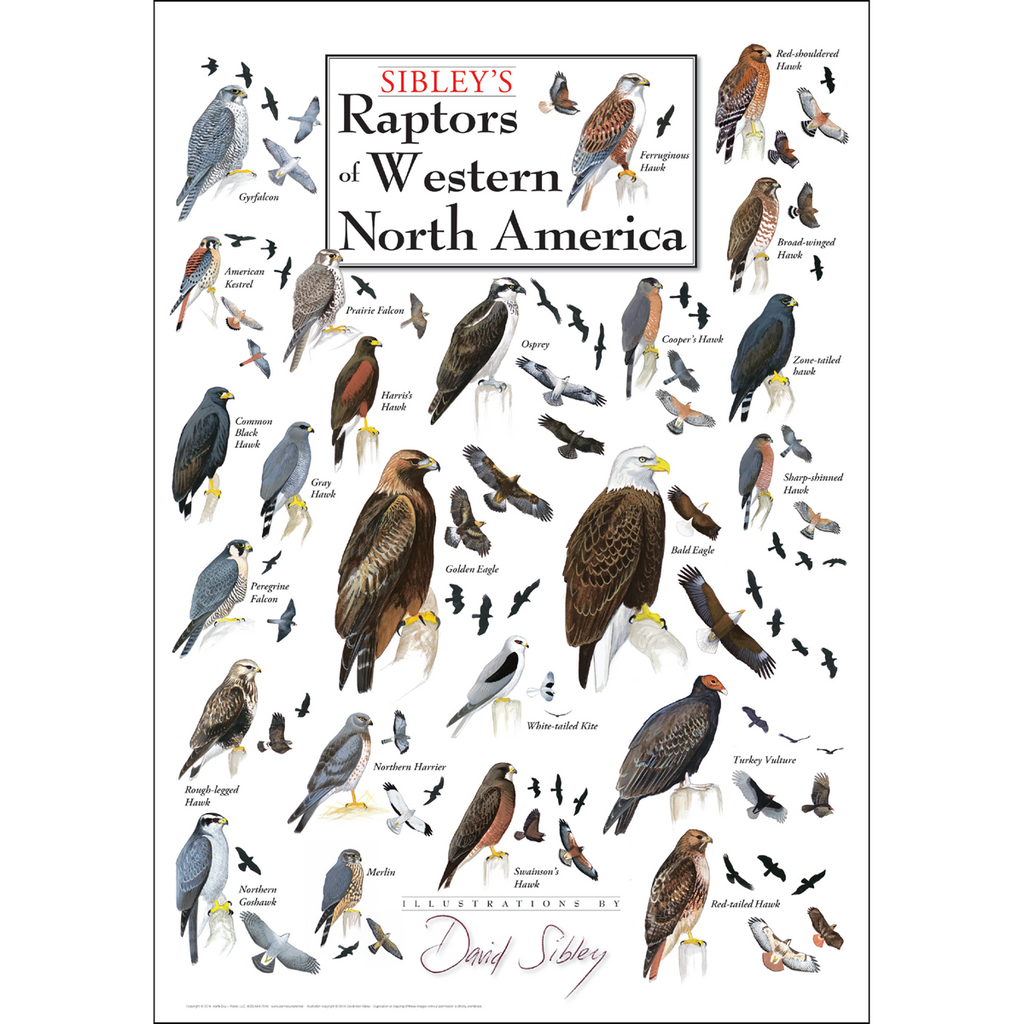 Posters - Sibley's Raptors of Western North America - Poster – Earth ...
