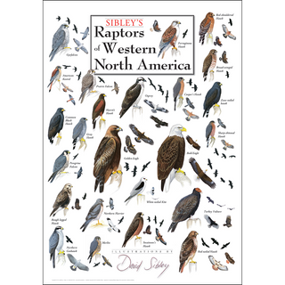 Detailed Sibley's Raptors of Western North America Poster, drawn by expert illustrators for nature lovers, perfect for decorating.