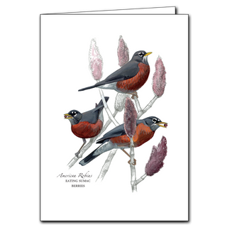 Robins greeting card inspired by a classic songbird of springtime