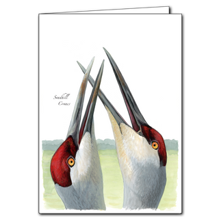 Sandhill cranes greeting card celebrating migration and open landscapes