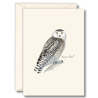 Snowy owl notecard inspired by Sibley’s iconic bird illustration