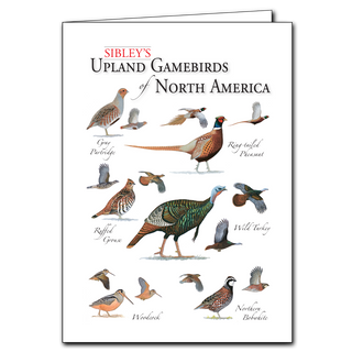 Upland game birds greeting card inspired by open landscapes, printed on recyclable paper in the USA