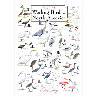 Premium Sibley's Wading Birds North America Poster, arrives safely in a sturdy 2" mailing tube, ready to frame.