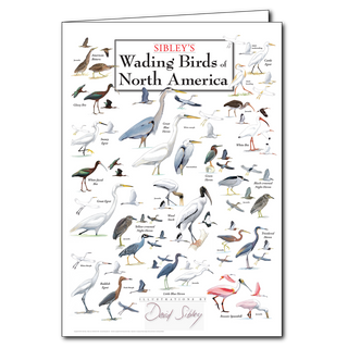 Wading birds greeting card showcasing herons, egrets, and wetland species