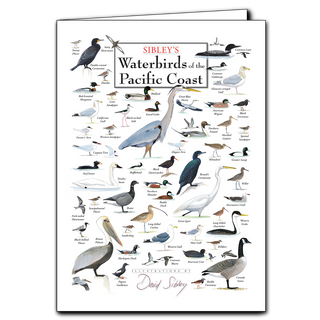 Pacific Coast waterbirds greeting card inspired by coastal and wetland species