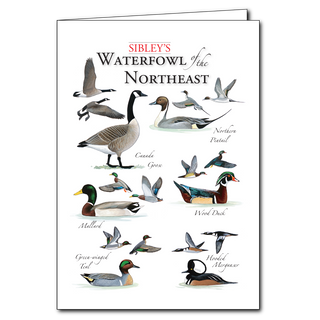 Northeast waterfowl greeting card featuring ducks and geese, blank inside