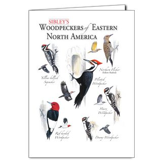 Eastern North America woodpeckers greeting card highlighting forest birds