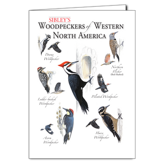 Western North America woodpeckers greeting card inspired by regional habitats