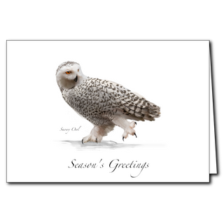 Snowy owl greeting card featuring a striking northern bird, blank inside and eco-conscious