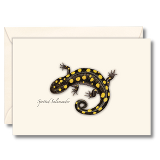 Spotted salamander notecard highlighting a woodland amphibian, illustrated by expert naturalists