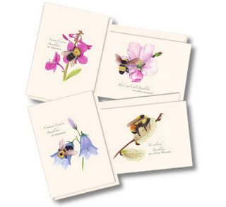 Spring bee assortment notecards honoring pollinators, packaged sustainably