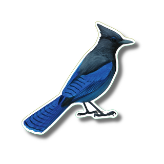 Steller's jay stickers with vibrant color showing a coastal bird species on durable vinyl