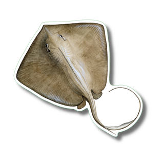 Stingray stickers with permanent clear adhesive showing a marine ray species